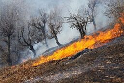 جنگل‌های مریوان برای سومین روز متوالی در آتش می سوزند
