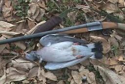 شکارچیان غیر مجاز پرندگان وحشی در کلاه قاضی اصفهان دستگیر شدند