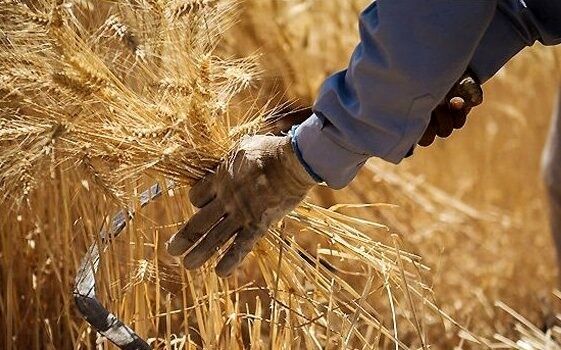 قیمت خرید تضمینی گندم اصلاح می شود