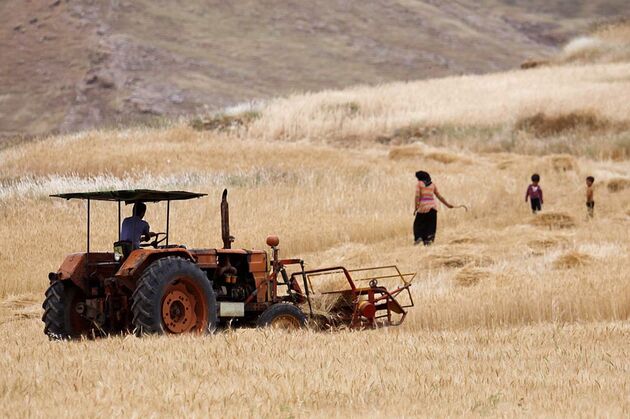 صلاح نیست گندم‌های سخت در خبازی مصرف شود