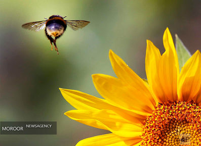 عکسهای برتر ماه دسامبر از نگاه خبرگزاری آسوشیتد پرس