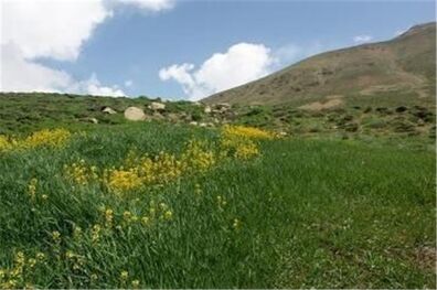طرح کاداستر در اراضی منابع طبیعی شهرستان جم اجرا شد