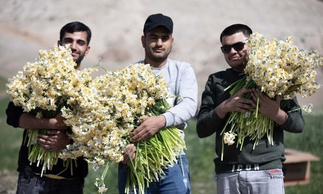عکس/ برداشت گل نرگس
