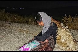 راه یابی فیلم کوتاه گوسفندان ما را خواهند بلعید به جشنواره انگلستان