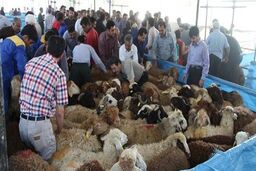۱۸۱۶ جایگاه ذبح دام در روز عید قربان آماده خدمت رسانی 