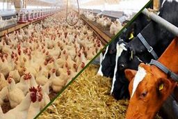 توزیع 30 هزار تن نهاده دامی به واحدهای تولیدی