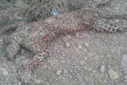 مرگ پلنگ دنا خارج از مناطق حفاظت شده بود