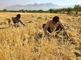 تاکنون خرید تضمینی ۸۰۰ هزار تن گندم در کشور خریداری شده است