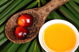 مالزی برای افزایش صادرات روغن پالم در ایران دفتر تأسیس می‌کند