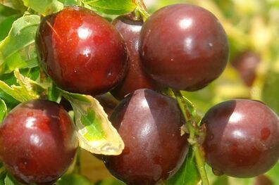 احداث نخستین باغ متراکم پیوندی عناب کشور در خراسان جنوبی