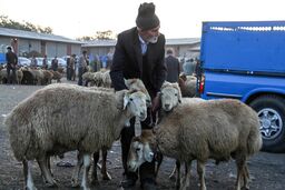 افزایش 25 درصدی مراجعه مردم به کشتارگاه‌ها برای ذبح دام