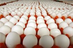 تولید تخم مرغ رکورد زد