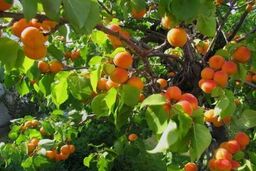 بیش از 12 هزار تن زردآلو از باغات ماهنشان برداشت می شود