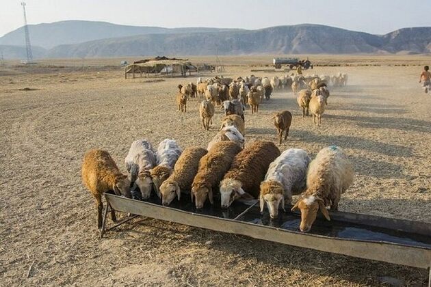 گوشت گوسفندی عشایر کیلویی ۲۴۰ هزار تومان در تهران عرضه می‌شود