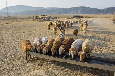 گوشت گوسفندی عشایر کیلویی ۲۴۰ هزار تومان در تهران عرضه می‌شود