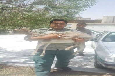 پنج قطعه پرنده و یک راس میش قاچاق درسیستان و بلوچستان کشف شد