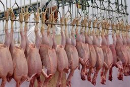 15میلیون قطعه طیور در استان گلستان تحت پوشش بیمه کشاورزی قرارگرفتند