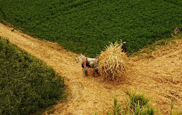 جلوگیری از فعالیت شرکت‌های بدون مجوز در بخش کشاورزی  