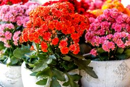 راهنمای جامع نگهداری گل کالانکوا در آپارتمان
