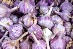 خواص سیر برای کلیه