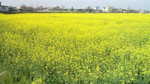 پرداخت 11 میلیارد ریال غرامت به کلزا کاران استان مرکزی توسط بانک کشاورزی