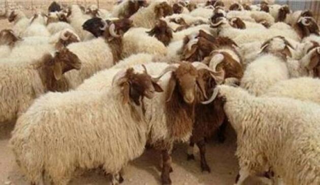 لیست جایگاه های عرضه و ذبح بهداشتی دام در عید قربان منتشر شد