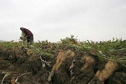 ۷۰۰ هکتار از اراضی چهارمحال وبختیاری به کشت چغندر قند اختصاص یافت