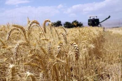جهانگیری مصوبه نحوه خرید تضمینی گندم برای سال 1396 را ابلاغ کرد