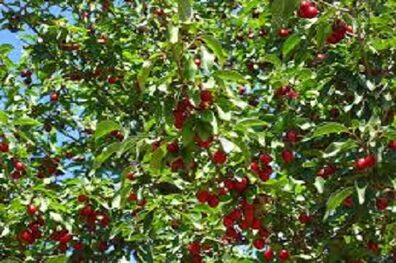 تامین 3 هزار اصله نهال گیلاس پایه رویشی گزیلا در استان خراسان شمالی