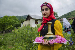 برداشت 150 تنی گل محمدی امسال در خوی