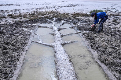 تالاب کجی نمکزار زیستگاه پرنده اندمیک ایران