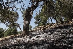 سطح حریق جنگلی در ایران پایین‌تر از میانگین جهانی است