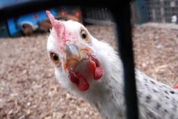  ۱۴ درصد عرضه گوشت مرغ و طیور افزایش یافت