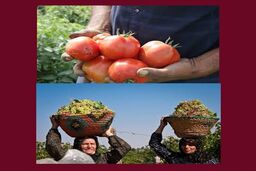 جشنواره های نگین سرخ جالیز و خوشه های زرین ویژه گوجه کاران و باغداران انگور استان قزوین