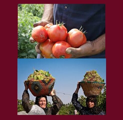 جشنواره های نگین سرخ جالیز و خوشه های زرین ویژه گوجه کاران و باغداران انگور استان قزوین