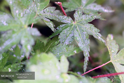 نمایشگاه گل و گیاه 