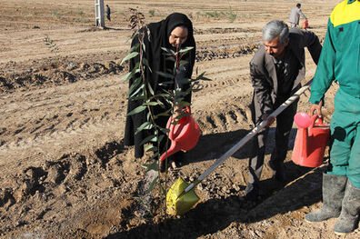 کاشت درخت بر اساس شرایط اقلیمی مناطق انجام می شود