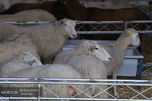  ۵۰۰ هزار رأس دام زنده از ‌پاکستان وارد کشور می شود