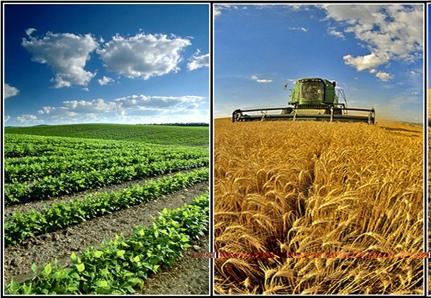 تولیدات کشاورزی با اجرای سد تاج امیر ۴ برابر افزایش مییابد