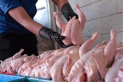مرغ مورد نیاز نوروز 96 استان کهگیلویه و بویر احمد تامین شد