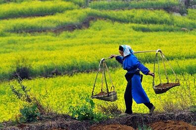 توسعه باغات دیم، یکی از اهداف اولویت‌دار بخش کشاورزی کردستان