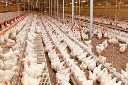 شبکه توزیع جوجه هم درگیر دلالی است